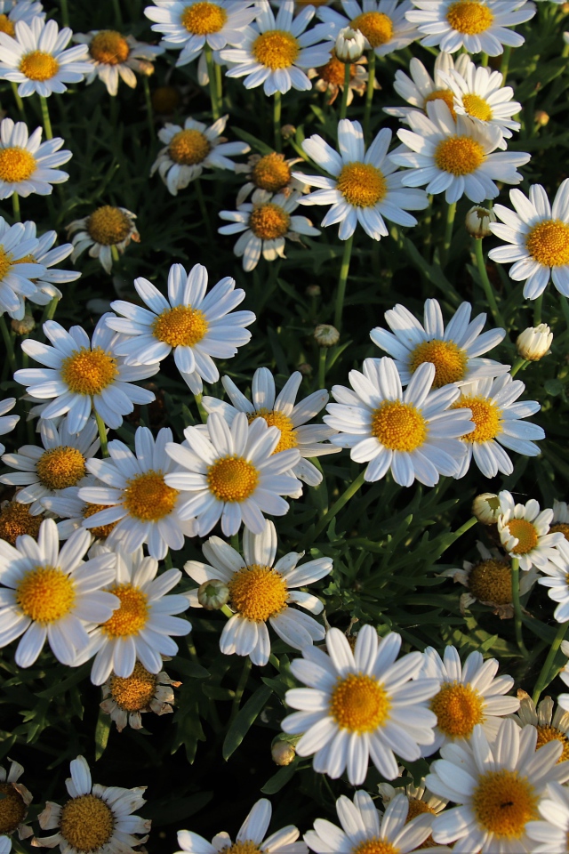 Много маленьких белых ромашек на клумбе