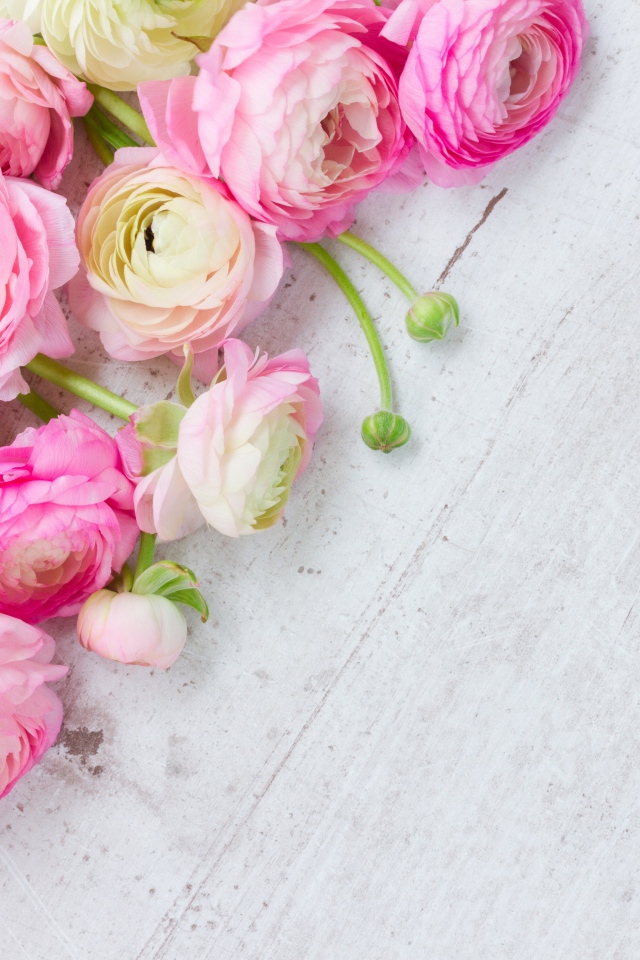 Много розовых лютиков на сером столе