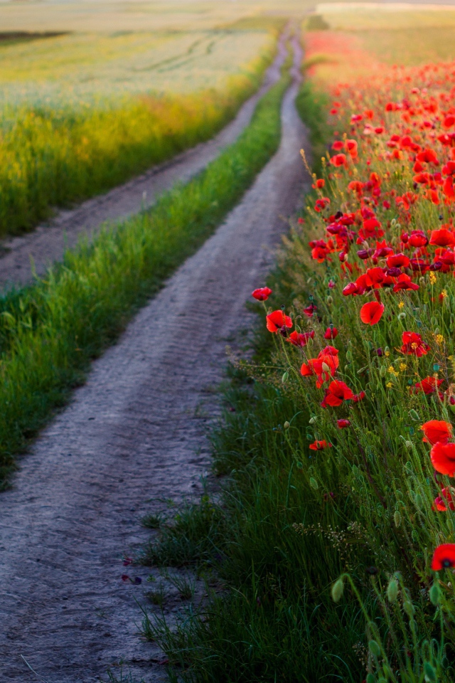 Много красных маков в поле у дороги