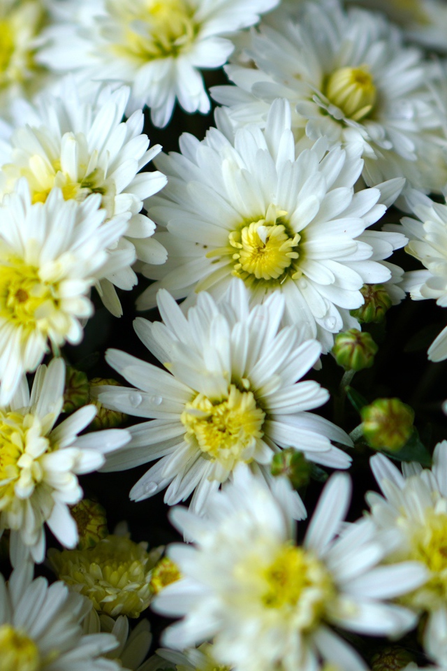 Много белых хризантем крупным планом