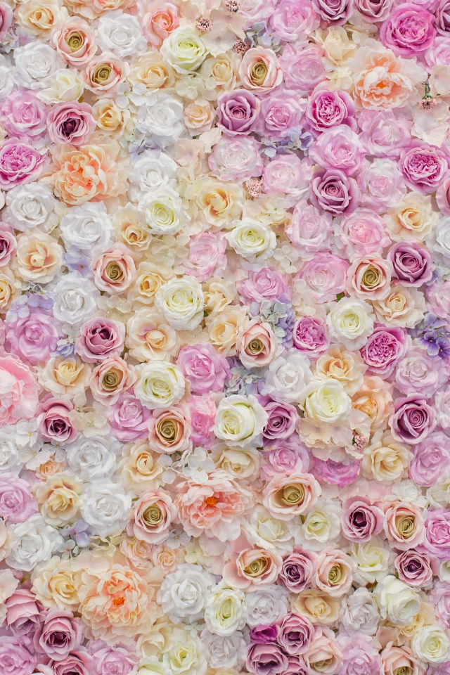 Много красивых разноцветных роз вид сверху