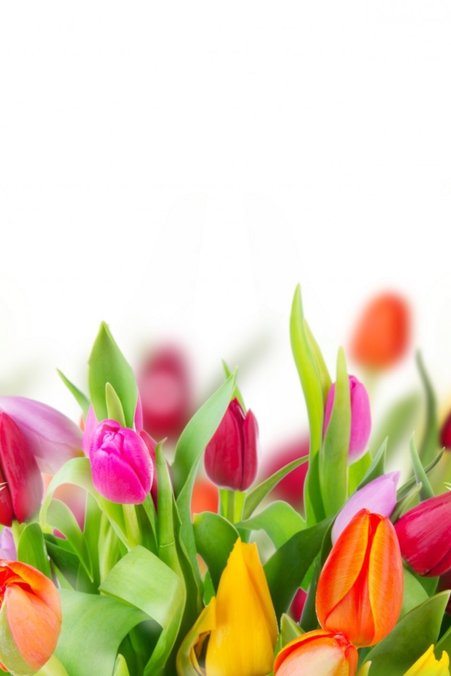 Много красивых разноцветных тюльпаном фон для открытки