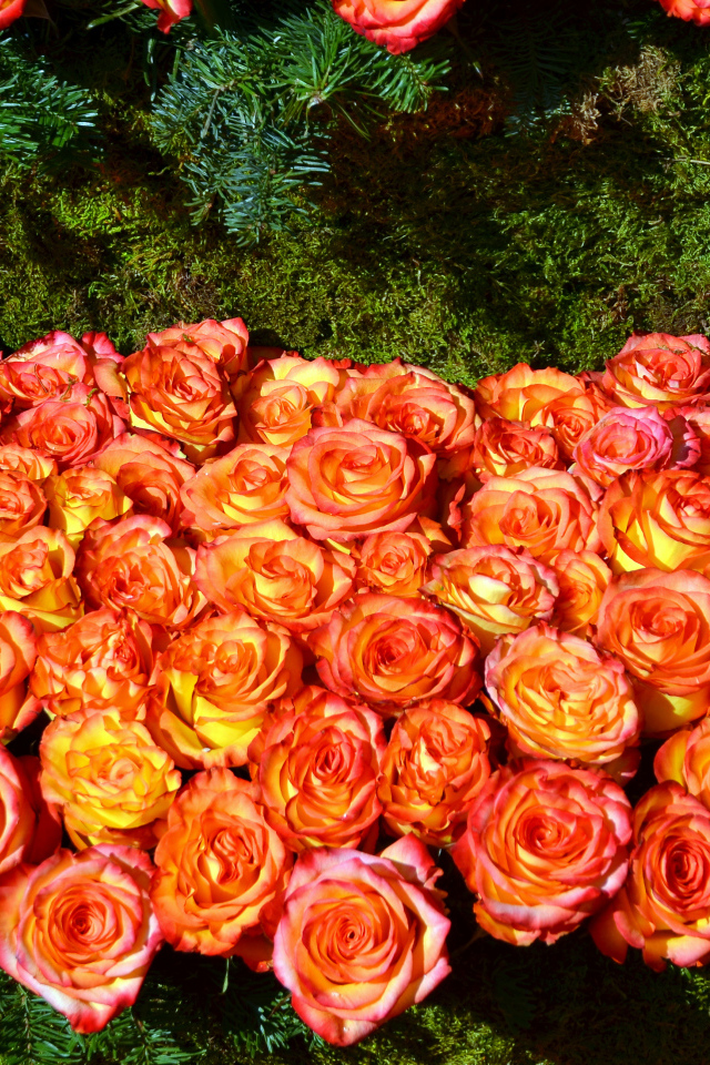 Много красивых оранжевых роз