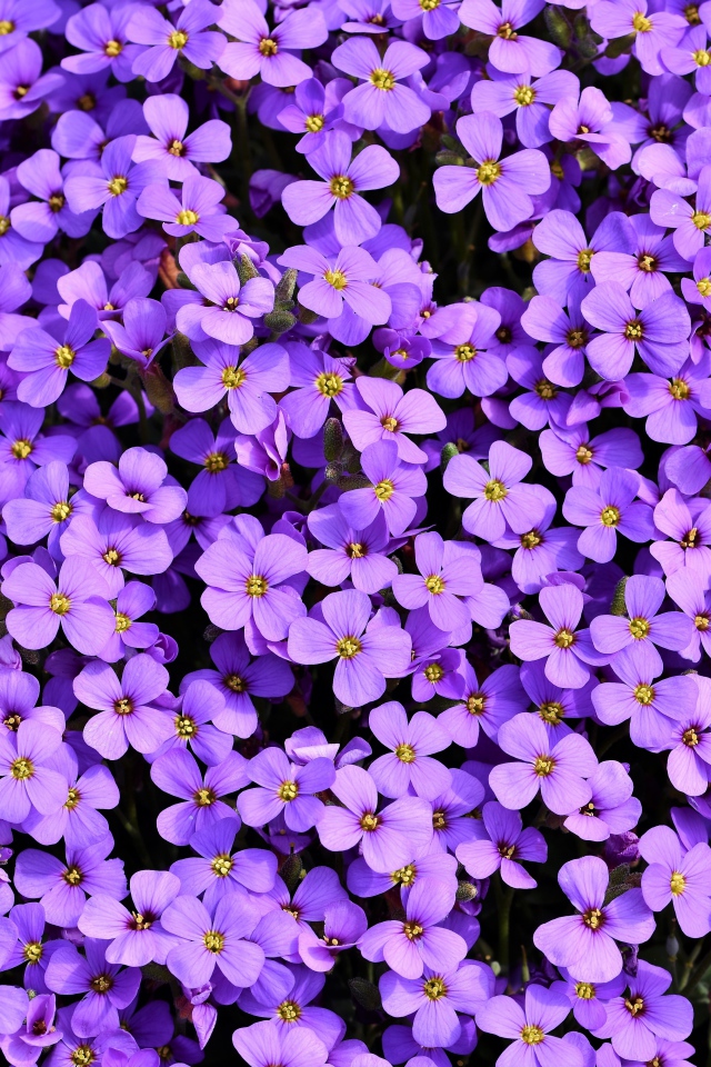 Много красивых мелких цветом обриета