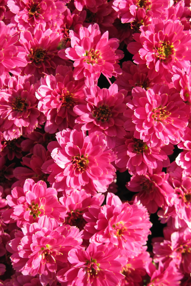 Много красивых нежных розовых хризантем крупным планом