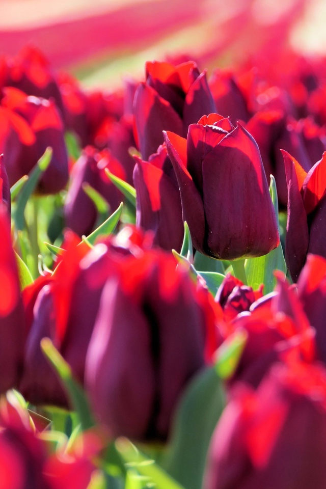 Много тюльпанов бордового цвета в лучах солнца