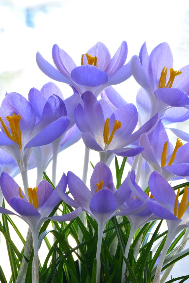 Много нежных сиреневых цветов крокуса 