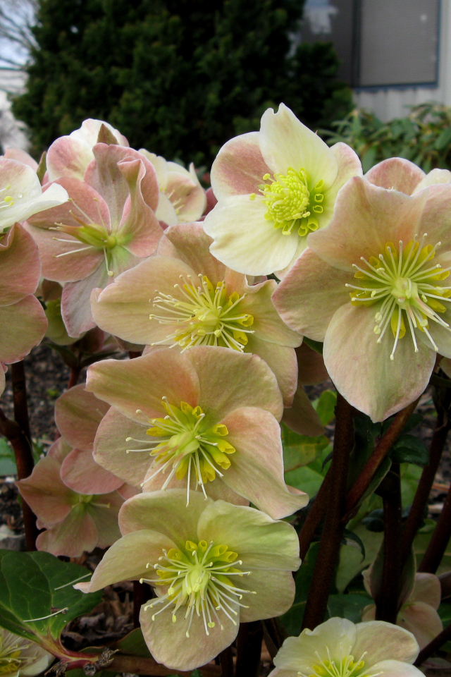 Много розовых цветов морозника крупным планом