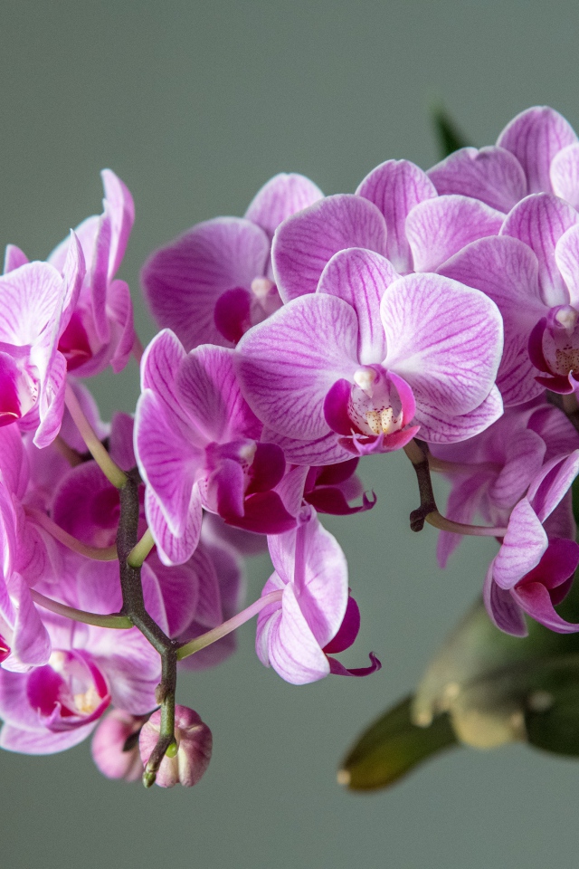Много розовых цветов орхидеи на сером фоне