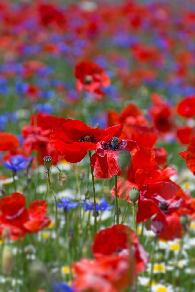 Много красных маков на поле летом