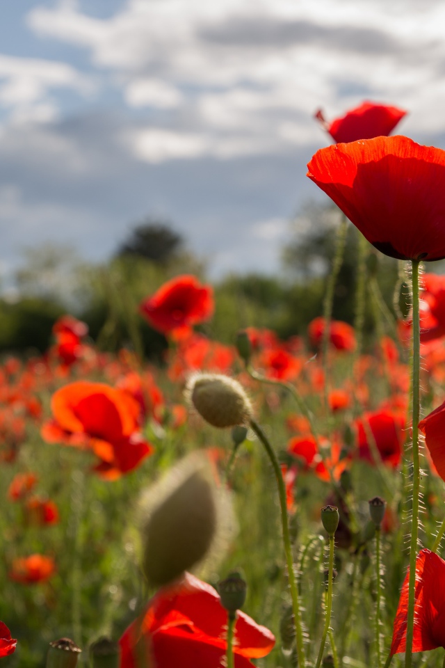 Много красных маков на поле с бутонами