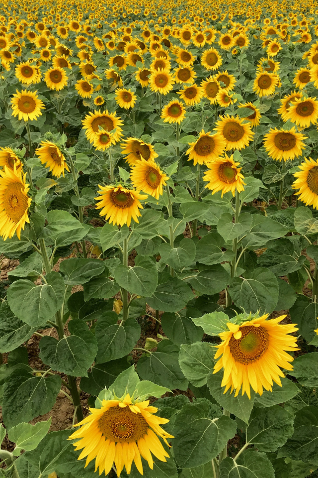 Много желтых цветущих подсолнухов на поле