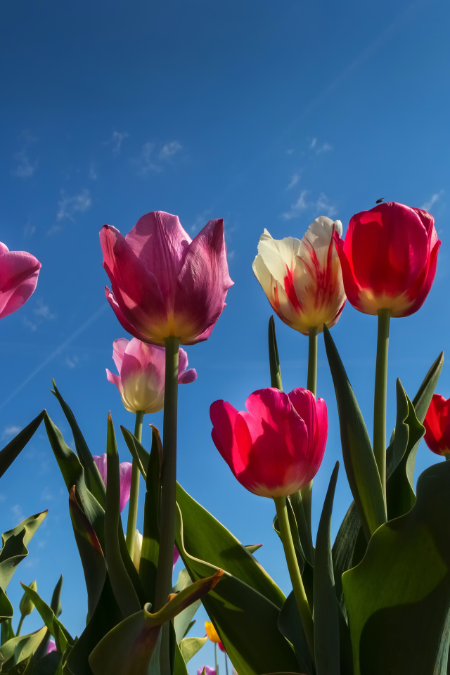 Разноцветные тюльпаны в лучах солнца под голубым небом