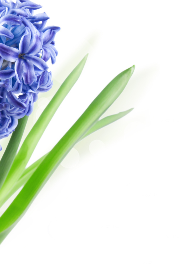 Один цветок голубого гиацинта на белом фоне