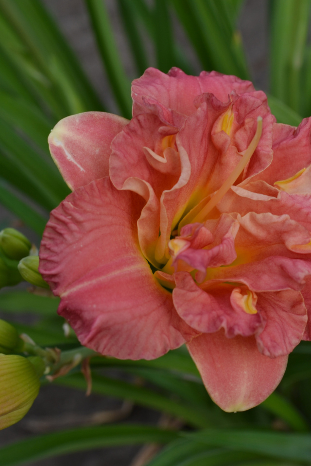 Оранжевая лилия с зелеными листьями и бутонами