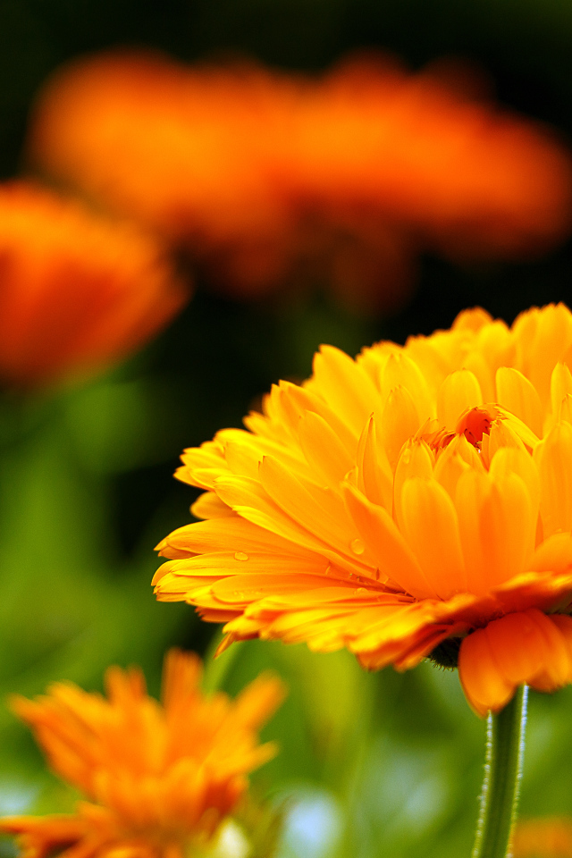 Оранжевый красивый цветок календулы крупным планом