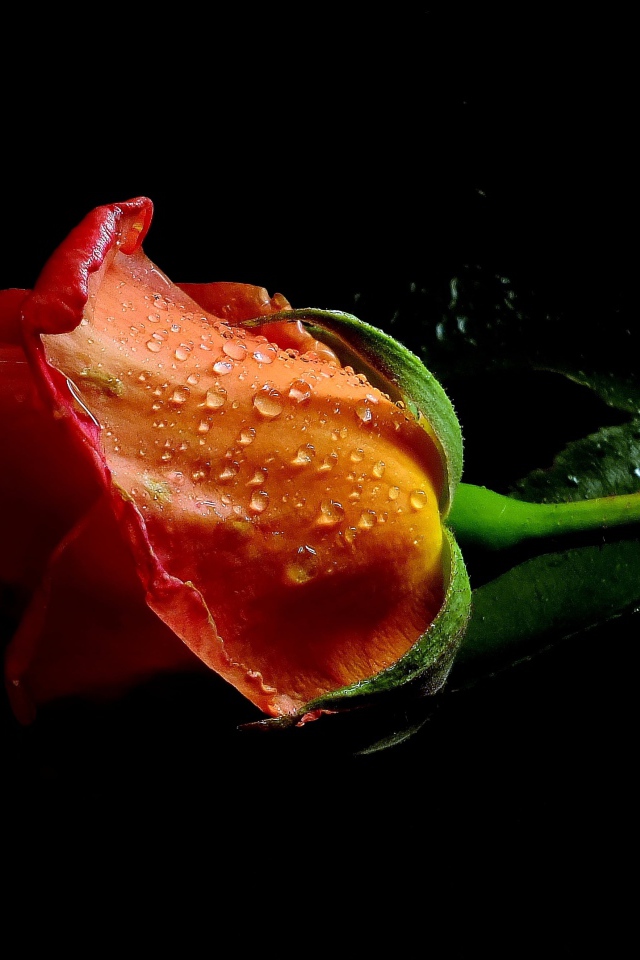 Оранжевая роза в каплях воды на черном фоне