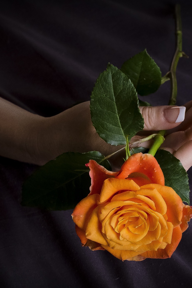 Оранжевая роза в руке у женщины 