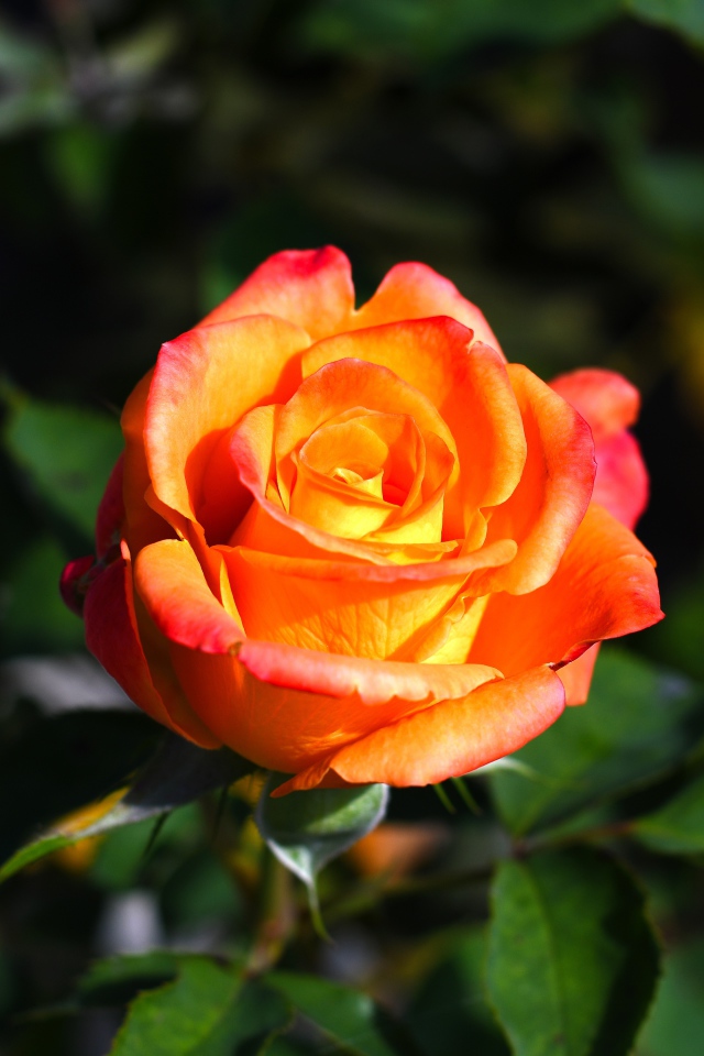 Оранжевая роза с зелеными листьями крупным планом