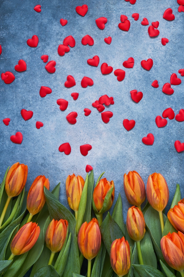 Оранжевые тюльпаны на сером фоне с красными сердечками