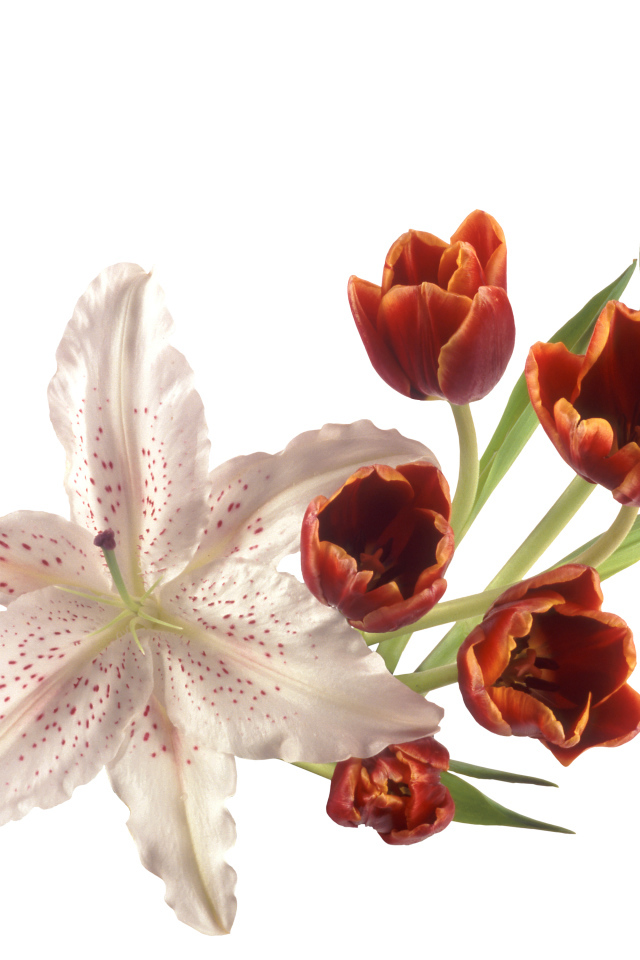 Оранжевые тюльпаны с лилией на белом фоне