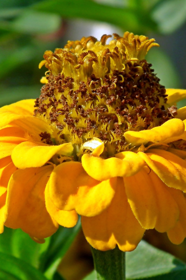 Оранжевый цветок цинии на клумбе