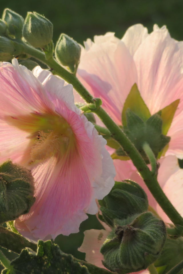 Розовые цветы мальва крупным планом