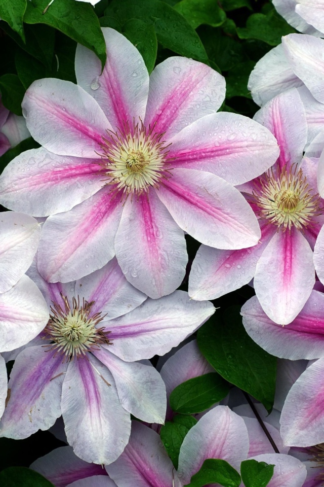 Розовые с белым цветы клематиса