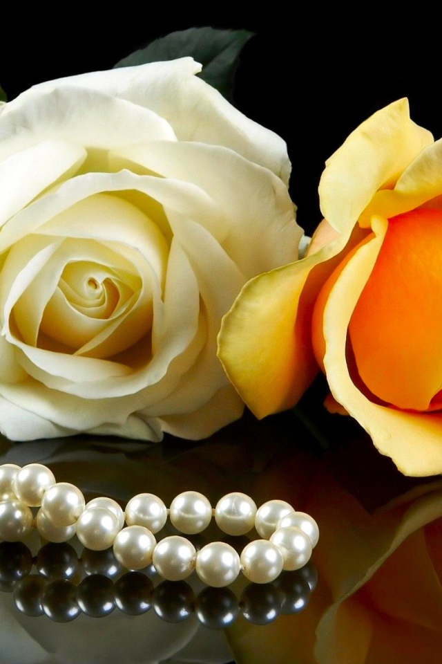 Розовая и желтая роза на черном фоне с бусами из жемчуга 