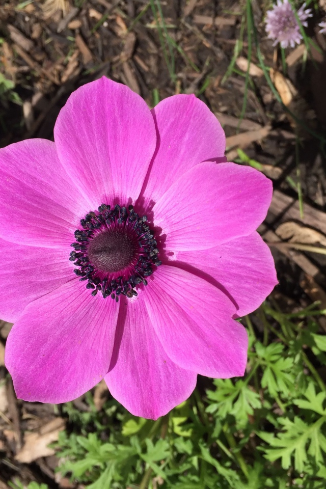 Розовых цветок анемоны на клумбе 