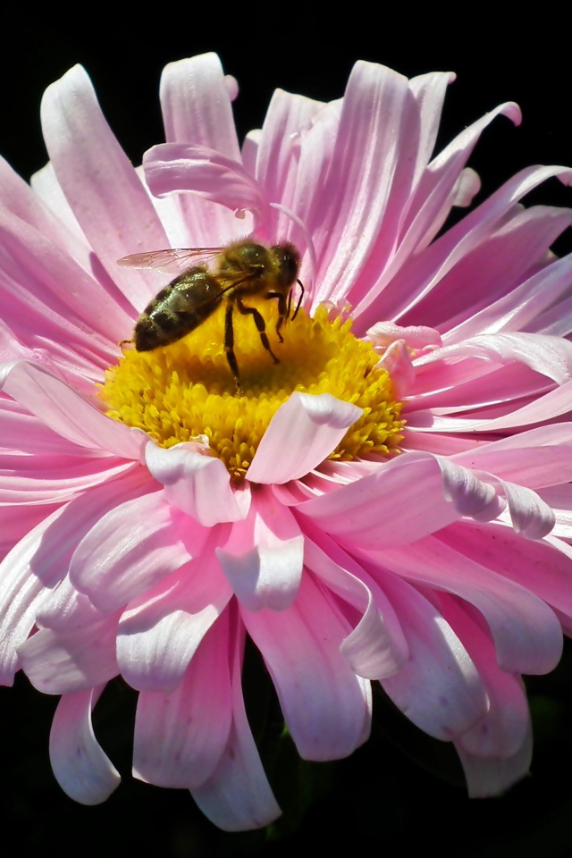 Розовая астра с пчелой на черном фоне
