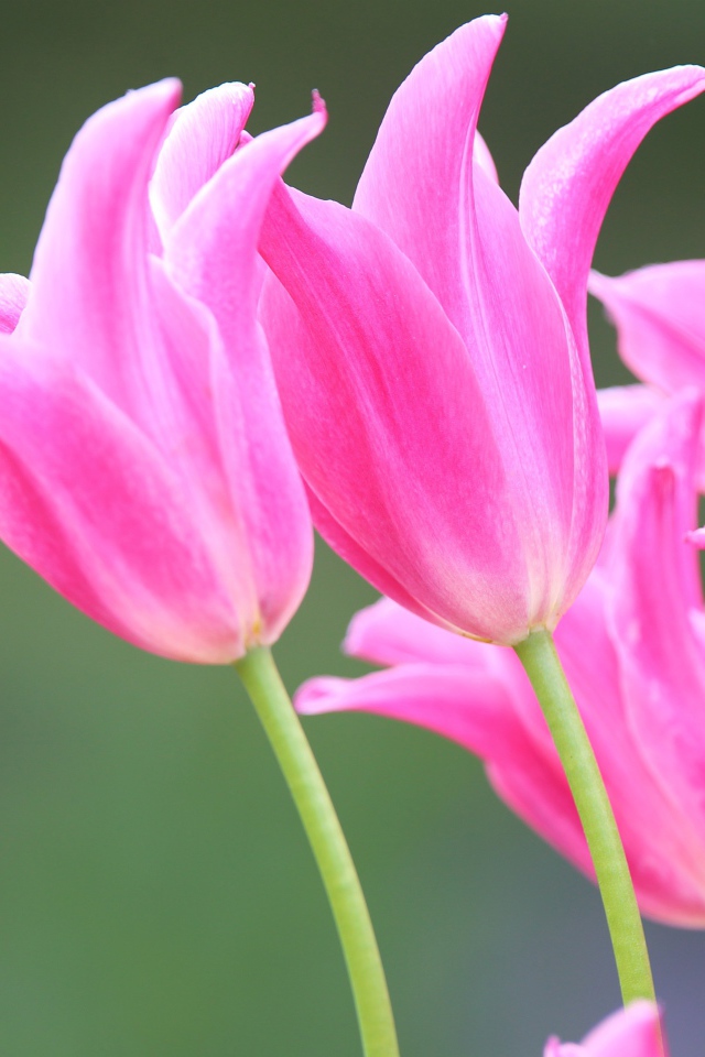 Розовые красивые весенние тюльпаны 