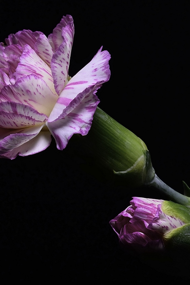 Розовая гвоздика с бутоном на черном фоне