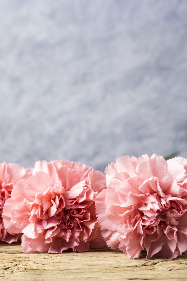Розовые гвоздики лежат на деревянном столе