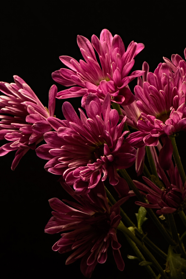 Розовые хризантемы на черном фоне