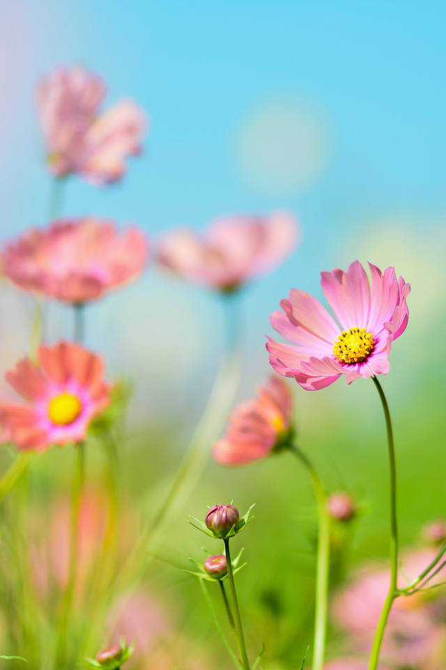 Розовые цветы космея под голубым небом летом