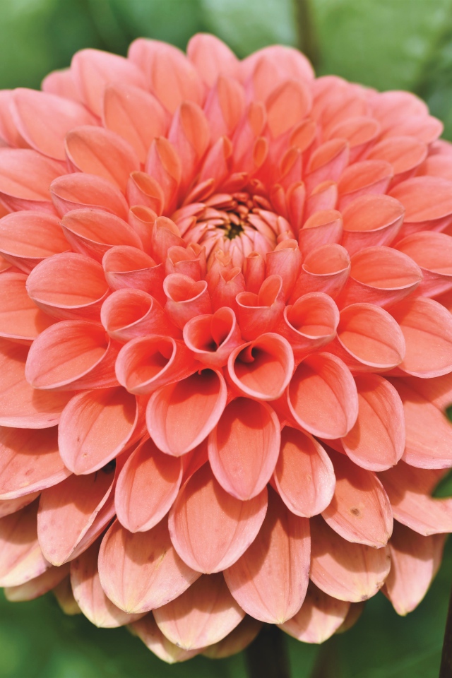 Розовая георгина с бутоном крупным планом