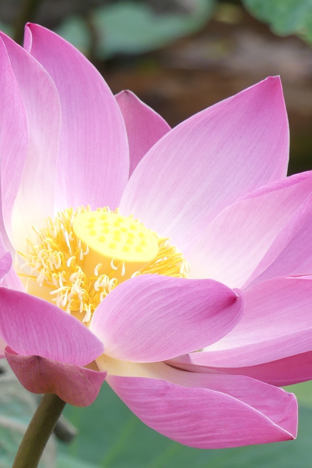 Розовый нежный редкий цветок лотоса в воде