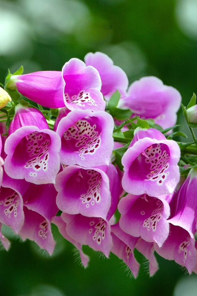 Розовые цветы наперстянка крупным планом