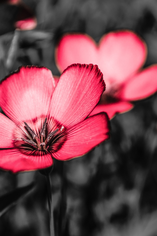 Розовые цветы на черном фоне крупным планом