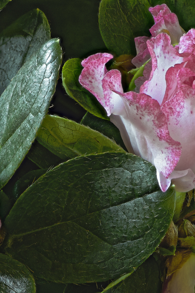 Розовые цветы рододендрон в зеленых листьях 