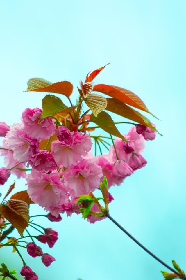 Розовые цветы с зелеными листьями на ветке на голубом фоне