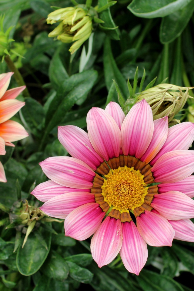 Розовые цветы газания с бутонами на клумбе