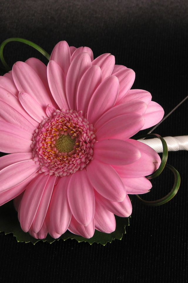 Розовый цветок герберы приколот к черной ткани