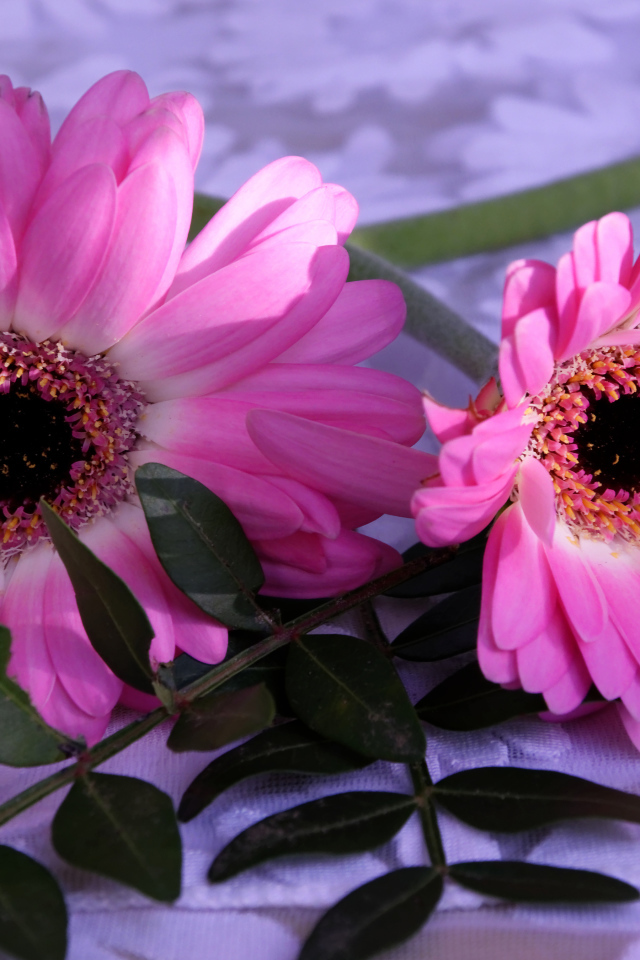 Розовые герберы с зелеными листьями 