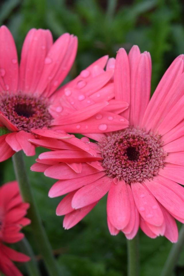 Розовые герберы с каплями воды на лепестках 