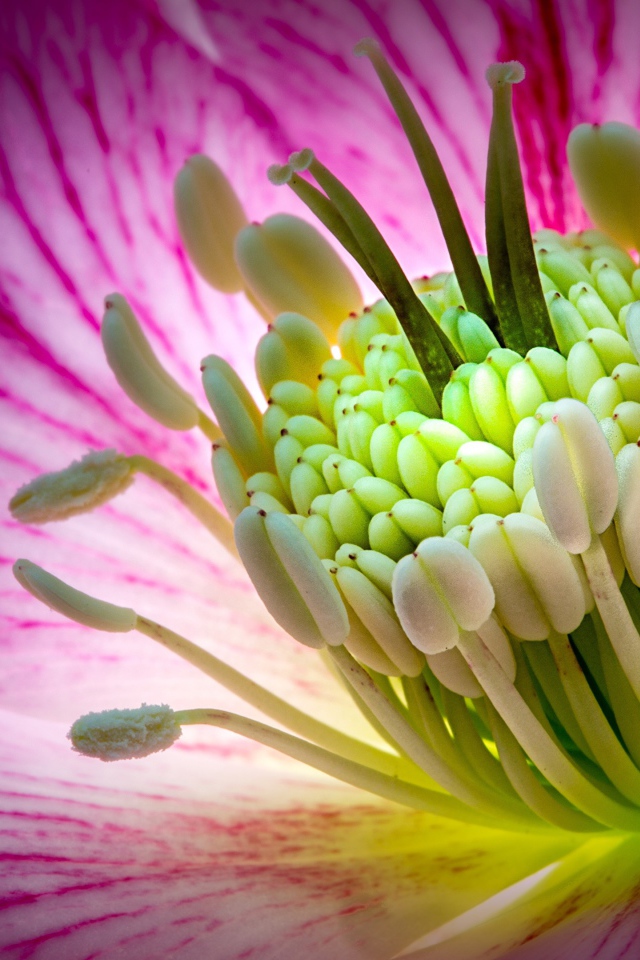 Розовый цветок морозник крупным планом