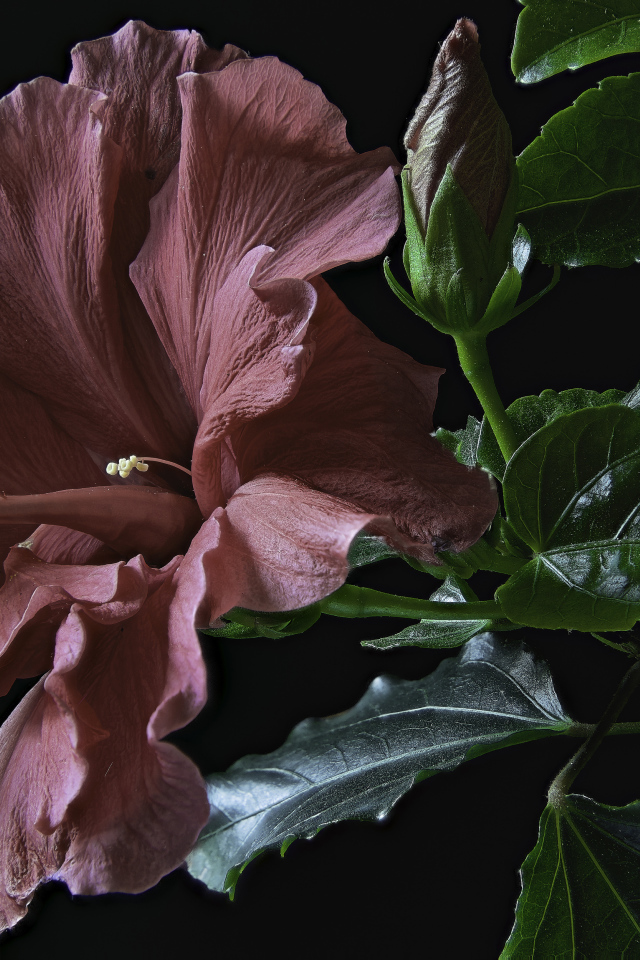 Розовый цветок гибискуса с бутоном и зелеными листьями на черном фоне