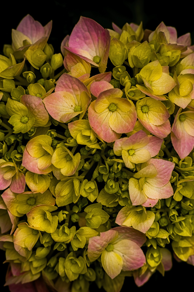 Розовый цветок гортензии распускается на черном фоне