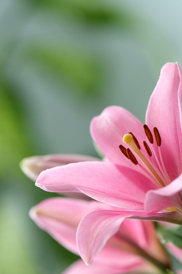 Розовая лилия с бутоном крупным планом